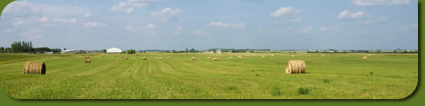 Hayfield with bales