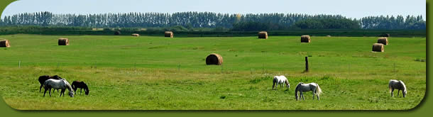 Horses on pasture