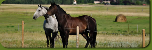 Horses locking in distance